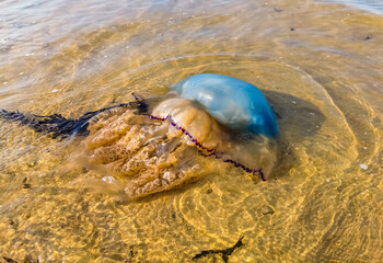 Washed ashore barrel jelly fish in close up, large specie, Beach of sint-annaland, The Netherlands