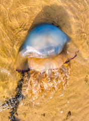 close up of a washed ashore barrel jellyfish, large specie, Beach of sint-annaland, The Netherlands