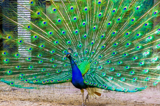 blue peacock showing off its beautiful feathers, tropical ornamental bird specie from India