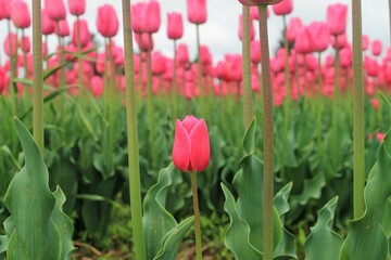 Tulip Field of Pink
