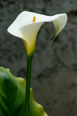 Flor de cala lilly floreciente en formato vertical