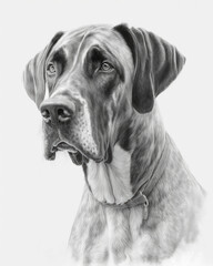 Pencil Sketch of a Great Dane Dog
AI-Generated