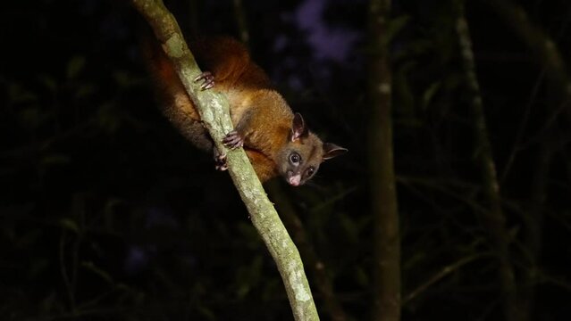 a night shot of a coppery brushtail possum climbing on a liana at a rainforest in north qld, australia