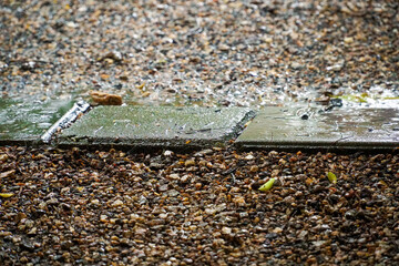 ants on the ground