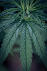 Marijuana leaves, cannabis on a black background in Thailand.