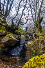 A man in the beech forest on the ascent to Mount Adarra, in the Guipuzcoan municipality of Urnieta, near San Sebastián. Basque Country