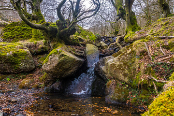 Beech forest on the ascent to Mount Adarra next to a waterfall, in the Guipuzcoan municipality of Urnieta, near San Sebastián. Basque Country