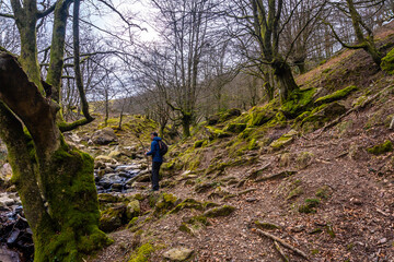 Obraz premium A man on the path through the beech woods on the ascent to Mount Adarra, in the Guipuzcoan municipality of Urnieta, near San Sebastián. Basque Country