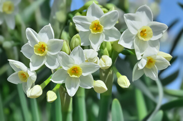 水仙の花(Narcissus)