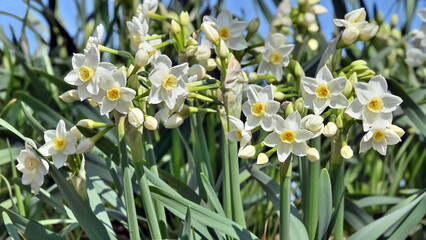 水仙の花(Narcissus)
