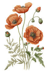  isolated colorful botanical drawings of poppy flowers, spring, illustration, transparent background, png, generative ai