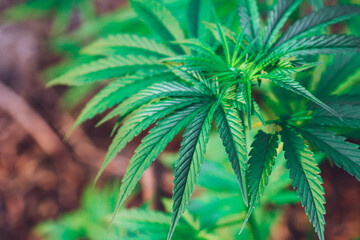 Marijuana leaves, cannabis a beautiful.