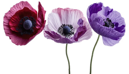 isolated magenta and pink poppy flowers, spring, illustration, transparent background, png, generative ai