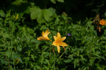 初夏の野に咲く黄色い花
