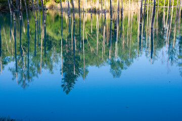 新緑の森を映す青い池の水面　美瑛町
 - obrazy, fototapety, plakaty