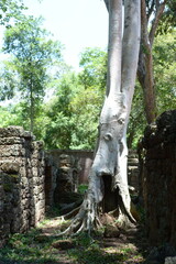 Fototapeta na wymiar A tree is breaking the historical heritage