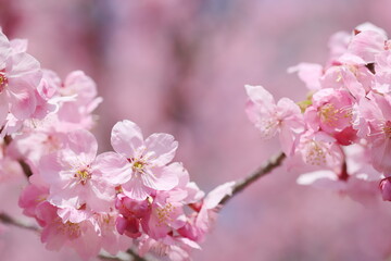 満開の陽光桜のクローズアップ
