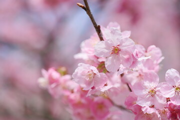 満開の陽光桜のクローズアップ
