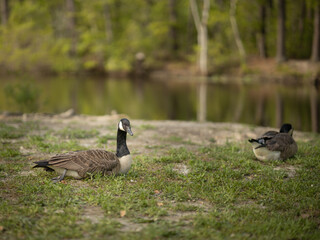 family of geese