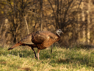 hen turkey with a beard