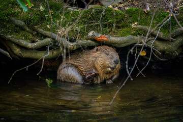 Clean beaver. Wild European beaver, Castor fiber, hidden in river under roots, rubbing and cleansing bushy fur. Brown furry animal with long flat tail. Largest European rodent in nature habitat.