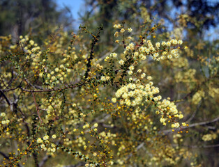 Blooming Acacia Hubbardiana (yellow prickly moses) on a sunny day