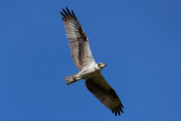 Very close view of an  Osprey (sea hawk) flying, seen in the wild in the Everglades