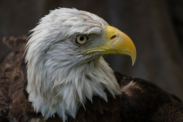 american bald eagle