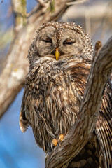 great horned owl