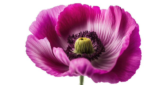 isolated magenta poppy flowers, spring, illustration, transparent background, png, generative ai
