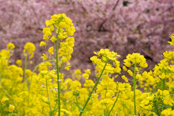 菜の花と桜
