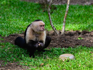 White-faced Capuchin Monkey portrait on green grass