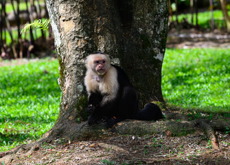 White-faced Capuchin Monkey sitting in tree