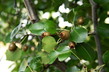 Closeup Pyrus ussuriensis or Manchurian and ornamental pear tree with fruit in Australia with nature background