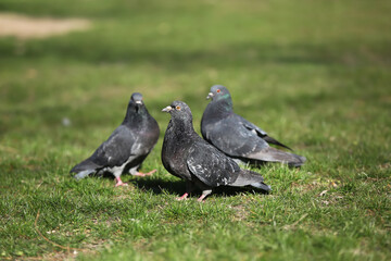 Pigeons on green grass outdoors