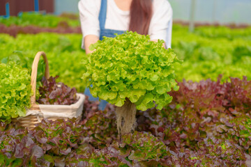 Young Asian smart farmer working with smart agriculture organic hydroponic vegetable greenhouse, Butterhead Lettuce, Green Oak, Red Oak for vegan salad.