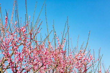 青空とピンク色の梅の花	