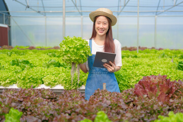 Young Asian smart farmer working with smart agriculture organic hydroponic vegetable greenhouse, Butterhead Lettuce, Green Oak, Red Oak for vegan salad.