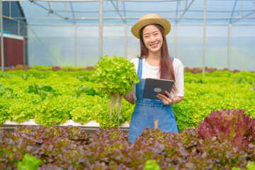 Young Asian smart farmer working with smart agriculture organic hydroponic vegetable greenhouse, Butterhead Lettuce, Green Oak, Red Oak for vegan salad.