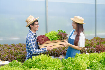 Young Couple husband and wife Asian smart farmer working with smart agriculture organic hydroponic vegetable greenhouse, Butterhead Lettuce, Green Oak, Red Oak for vegan salad.