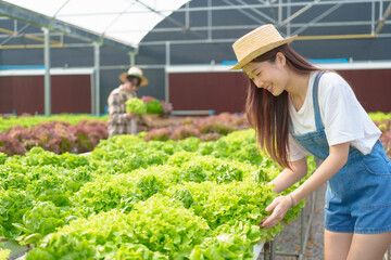 Young Asian smart farmer working with smart agriculture organic hydroponic vegetable greenhouse, Butterhead Lettuce, Green Oak, Red Oak for vegan salad.