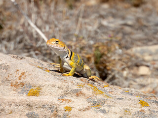 Collared Lizard on a Rock in Western Colorado in the Early Summer