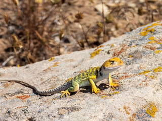 Collared Lizard on a Rock in Western Colorado in the Early Summer
