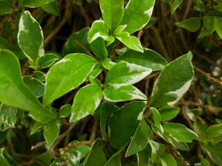 Close-up of a green ornamental shrub (Cornus alba sibirica variegata) leaf and flower plant. Background Ornamental shrub with variegated foliage - white border border on green leaves