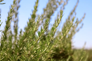 Green rosemary growing in field, closeup