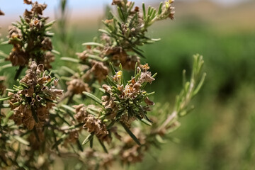 Fototapeta na wymiar Green rosemary growing in field, closeup