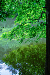 緑色のもみじのある風景 鳥取県 樗谿公園
