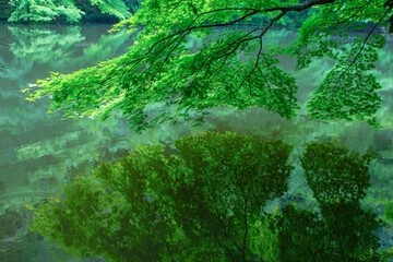 緑色のもみじのある風景 鳥取県 樗谿公園