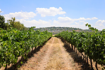 Fototapeta na wymiar View of beautiful vineyard in countryside