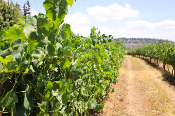 Fototapeta na wymiar Green grape leaves in vineyard, closeup